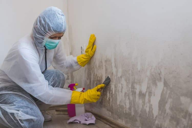 Mold Cleanup: DIY Tips vs. Hiring Professional Experts