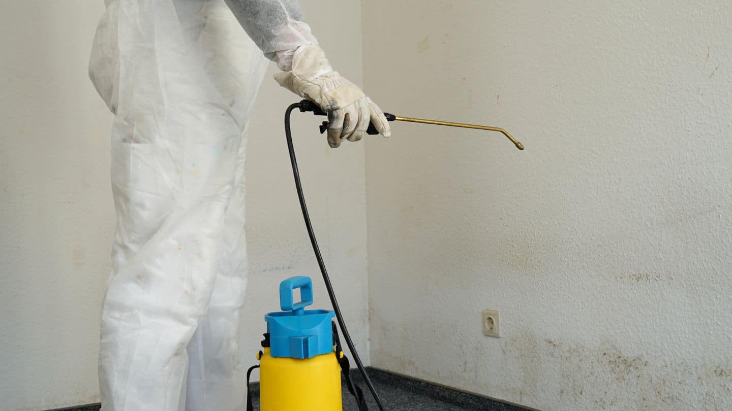 2. Mold Remediation 101: Understanding the Process and Its Importance