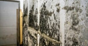 assessments to identify mold issues
