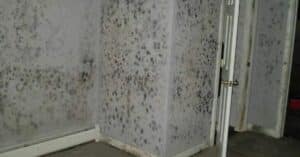 Beyond the Basement: Uncommon Places Mold Hides in Your Home